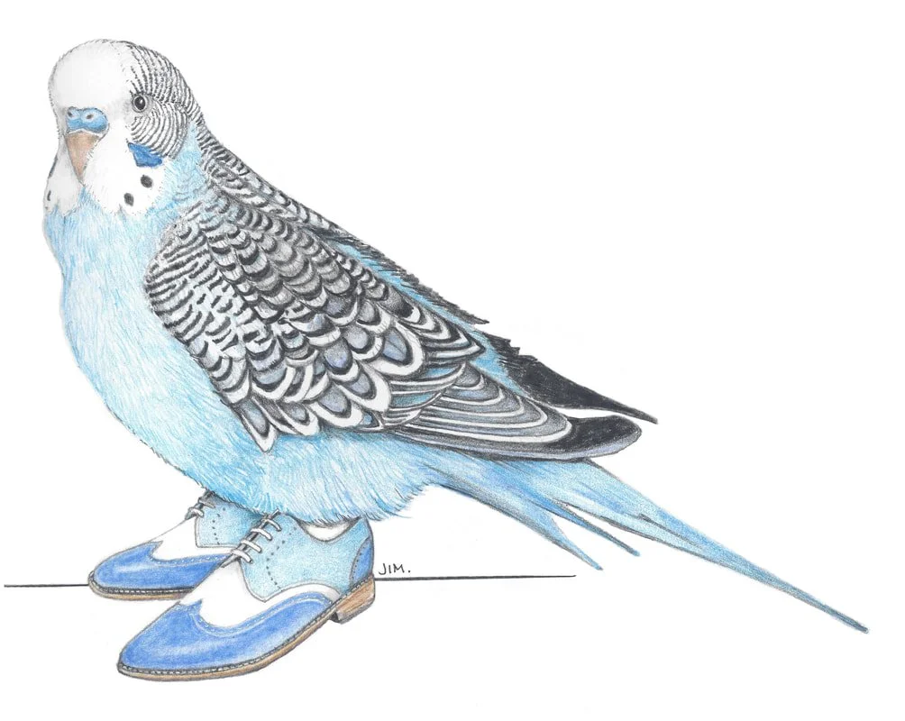 Budgie In Blue 2-Toned Wingtips 5/4/2021