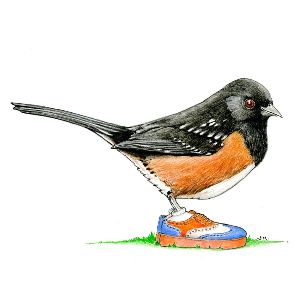 Spotted Towhee In Oxford Sneakers 3/25/2025