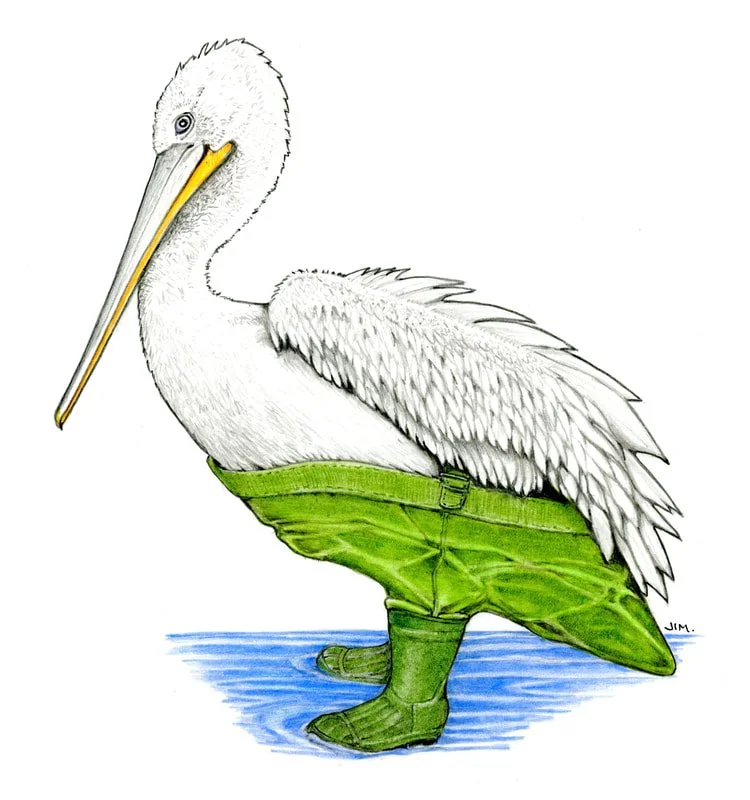 Dalmatian Pelican In Waders 2/1/2025