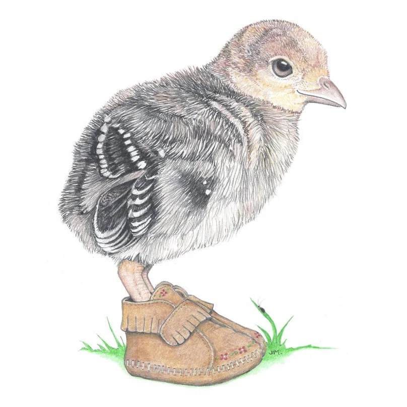 Turkey Poult In Moccasins 7/25/2021