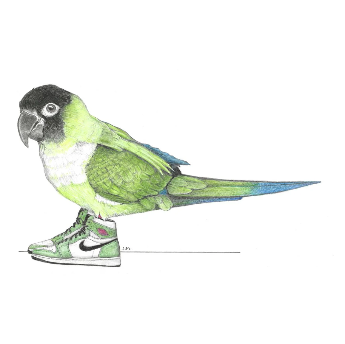 Nanday Conure In Air Jordans 11/12/2021