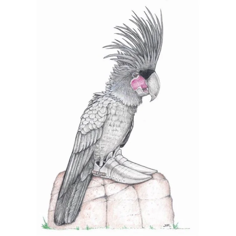 Palm Cockatoo In Knight Shoes 1/14/2021