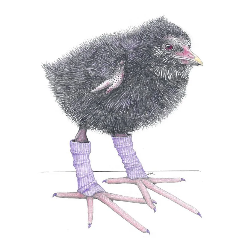 Purple Swamphen Chick In Leg Warmers 5/21/2021