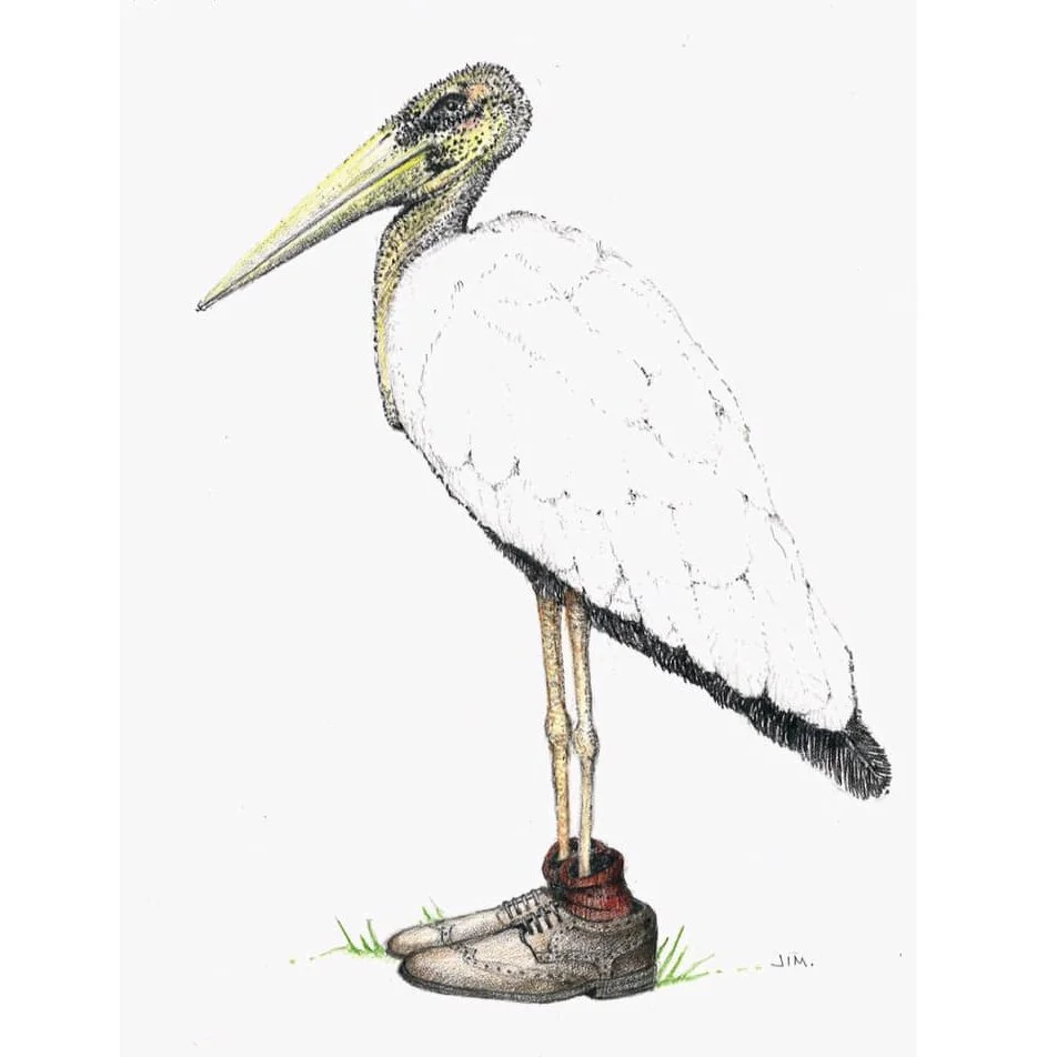 Stork In Wingtips 11/18/2019