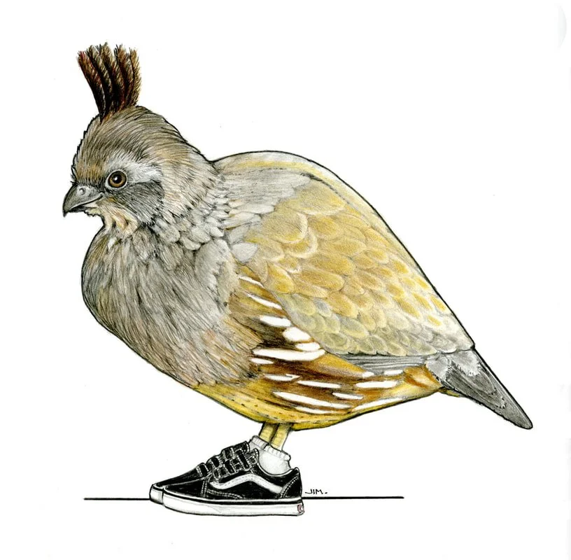 Colonel Quail In Fred’s Shoes 12/23/2024