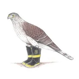 Cooper’s Hawk In Firefighter Boots 3/10/2021