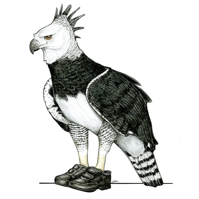Harpy Eagle In Old Man Velcro Comfort Shoes 10/8/2024