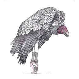 Vulture In Toe Shoes 8/30/2020