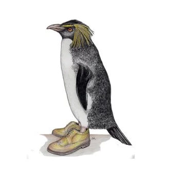 Golden Penguin In Two Toned Oxfords 2/10/2026