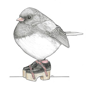 Dark-Eyed Junco In Lifts 2/4/2024