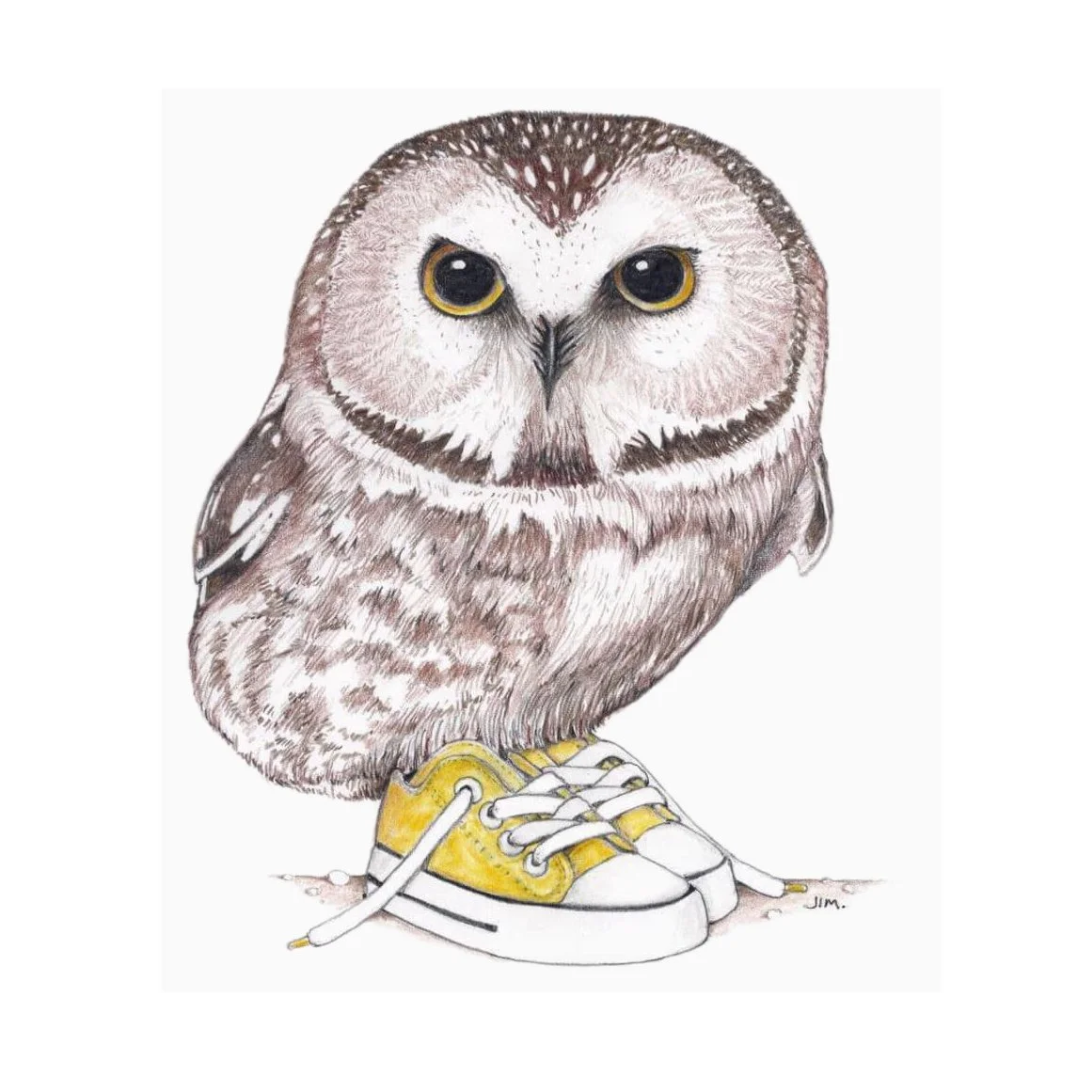 Saw-Whet Owl In Low Tops 12/3/2020