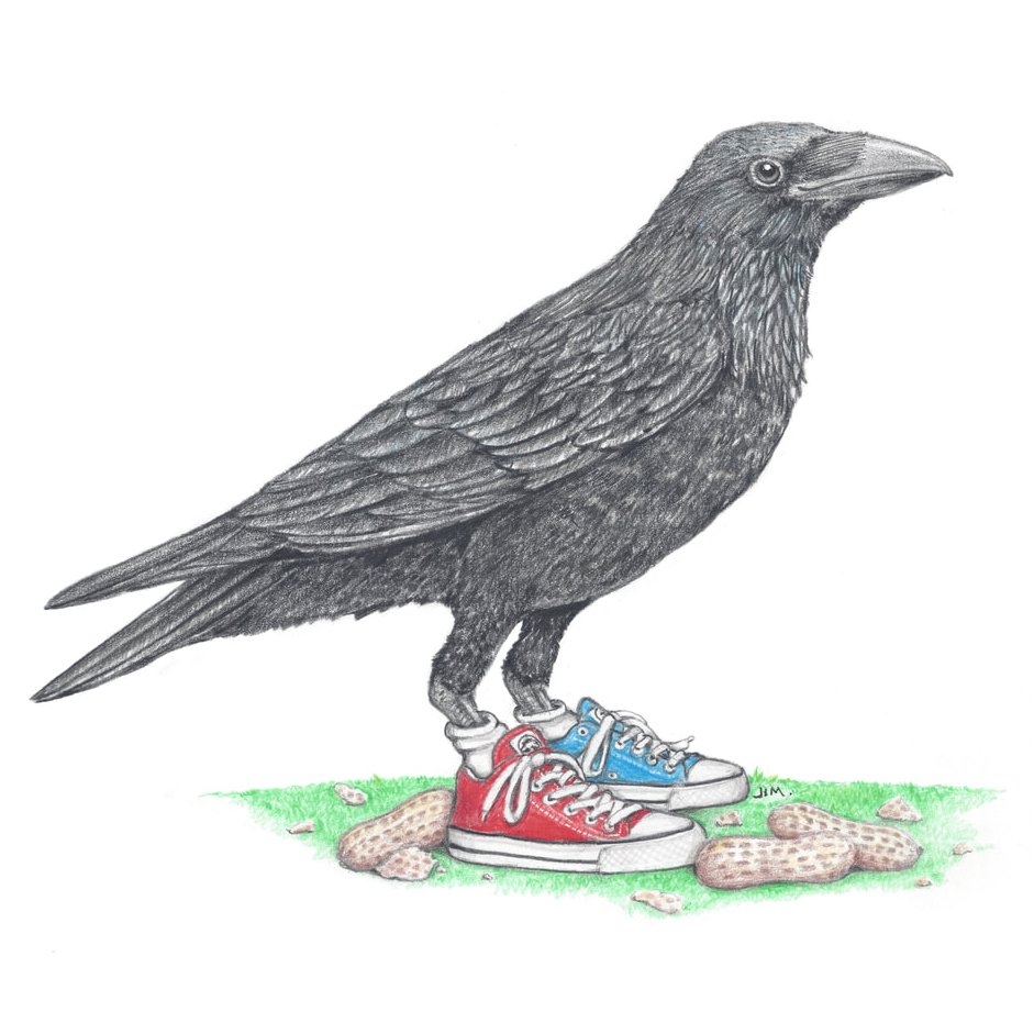 Crow In Mismatched Chucks 8/28/2021