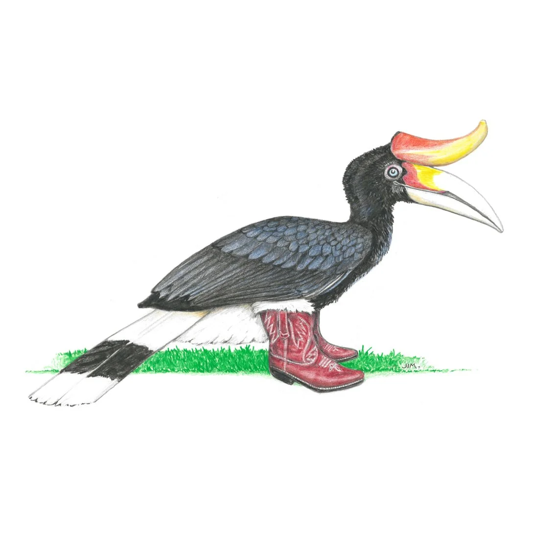 Stanley The Rhinoceros Hornbill In Cowboy Boots 6/5/2023