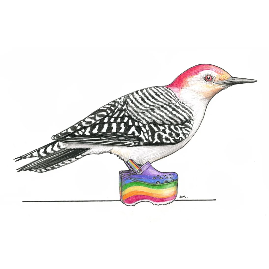 Red-Bellied Woodpecker In Rainbow Platform Crocs 4/18/2024