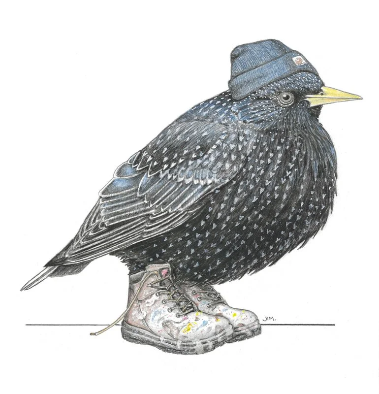 Starling In Work Boots 5/13/2022