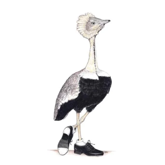 Buff Crested Bustard In Tap Shoes 2/15/2021