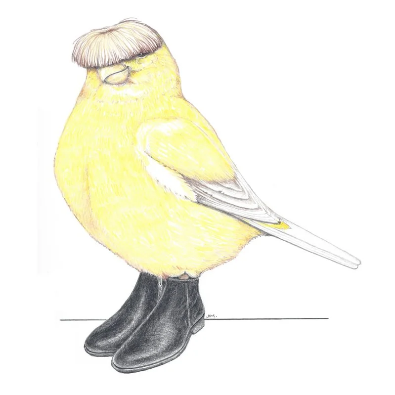 Gloster Canary In Beatle Boots 10/5/2021