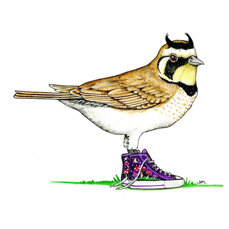Horned Lark In High-Tops 9/5/2025
