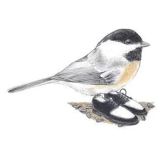 Chickadee In Retro Two Tones 2/15/2021