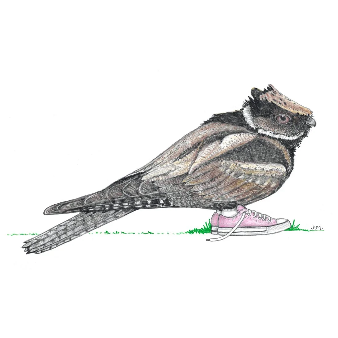 Great Eared Nightjar In Pink Low Tops 9/11/2023
