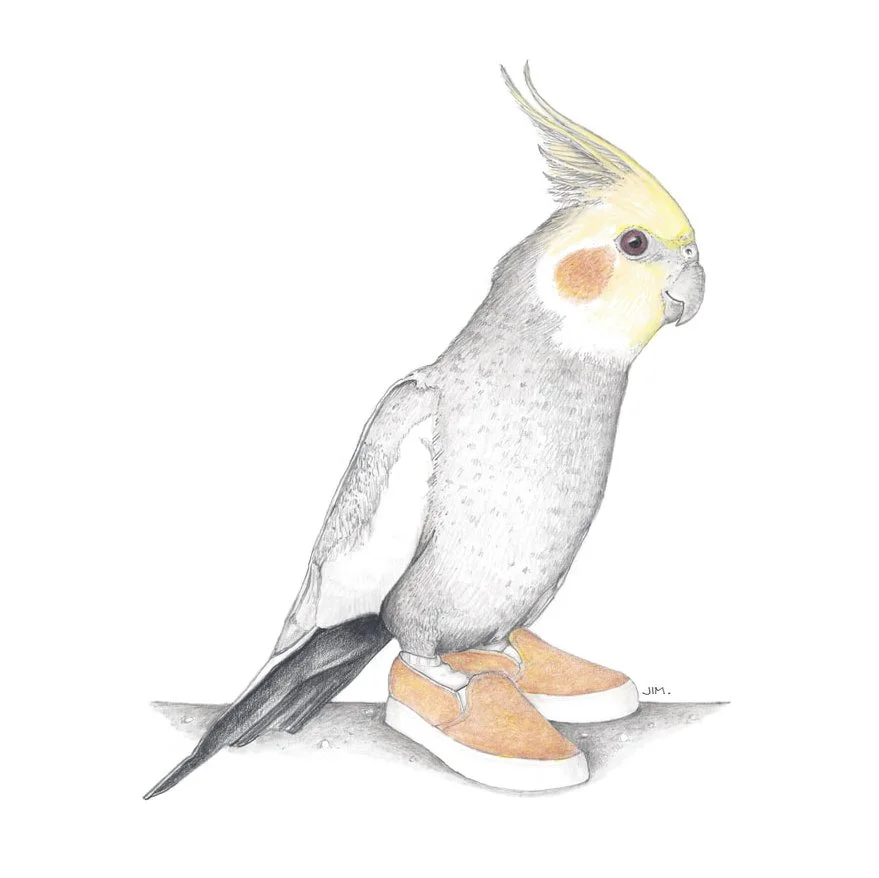 Cockatiel In Suede Sneakers 4/4/2021