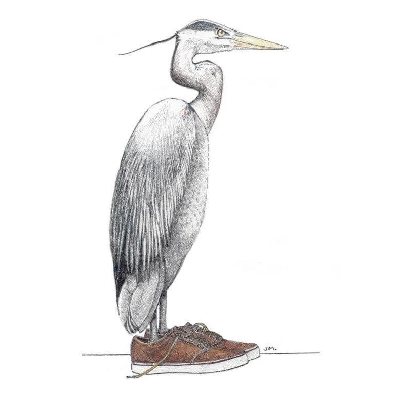 Blue Heron In Vans 2/14/2021
