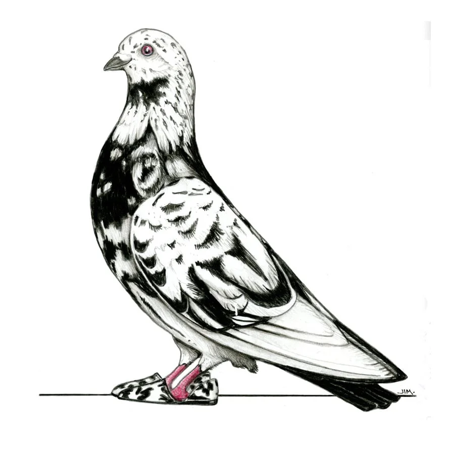 Parlor Roller Pigeon In Vintage Cow Print Cuties 9/9/2024