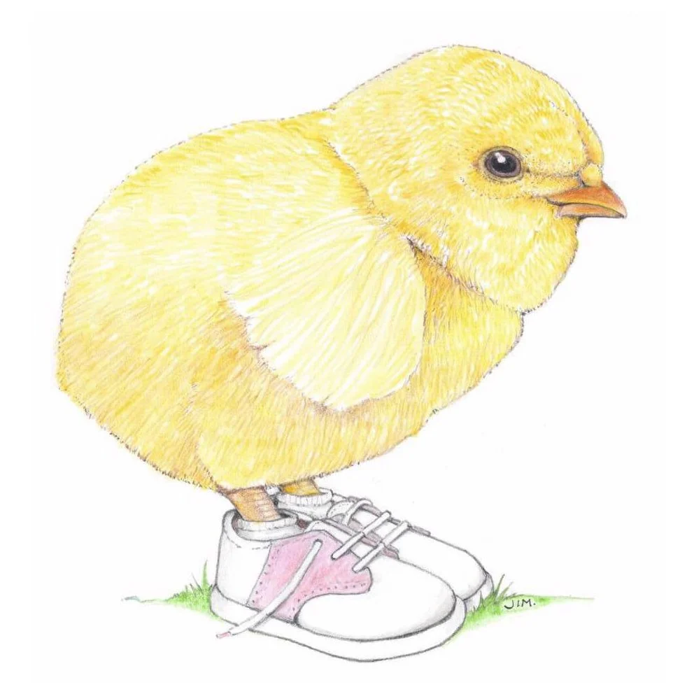 Baby Chick Wearing Pink Saddle Shoes 11/22/2020