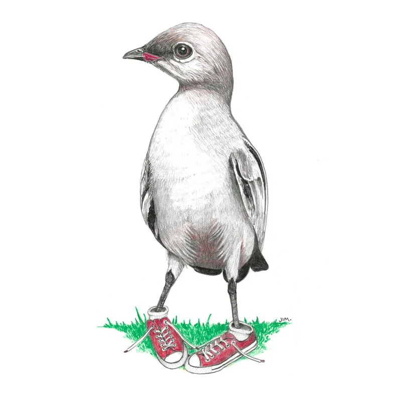 Small Pratincole In Low Tops 4/8/2022