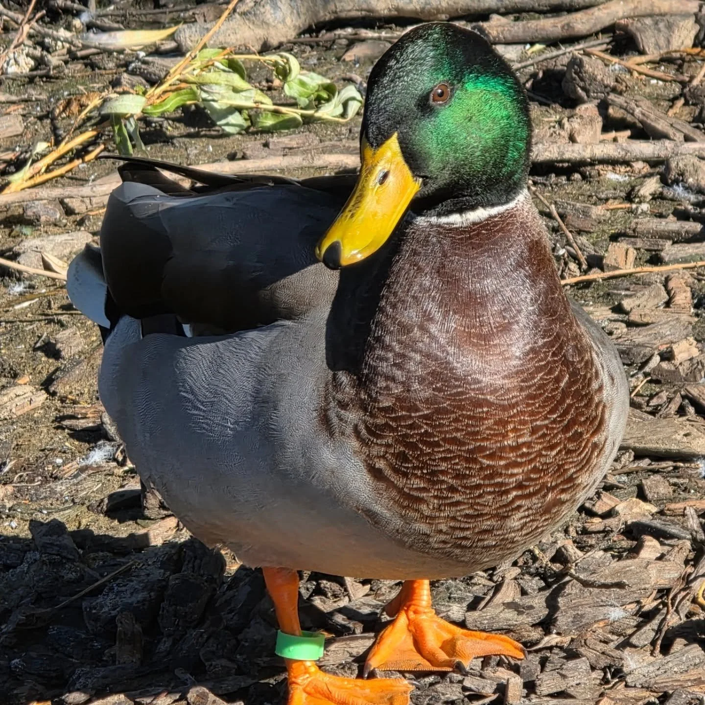 🦆SPIKE🦆 I know you alll love a Spike Update...so here he is in all his full colours!! He is sooo bright now!! His head is literally mesmerising...if someone could make an eyeshadow in that colour id totally wear it! Spike has a big group of friends