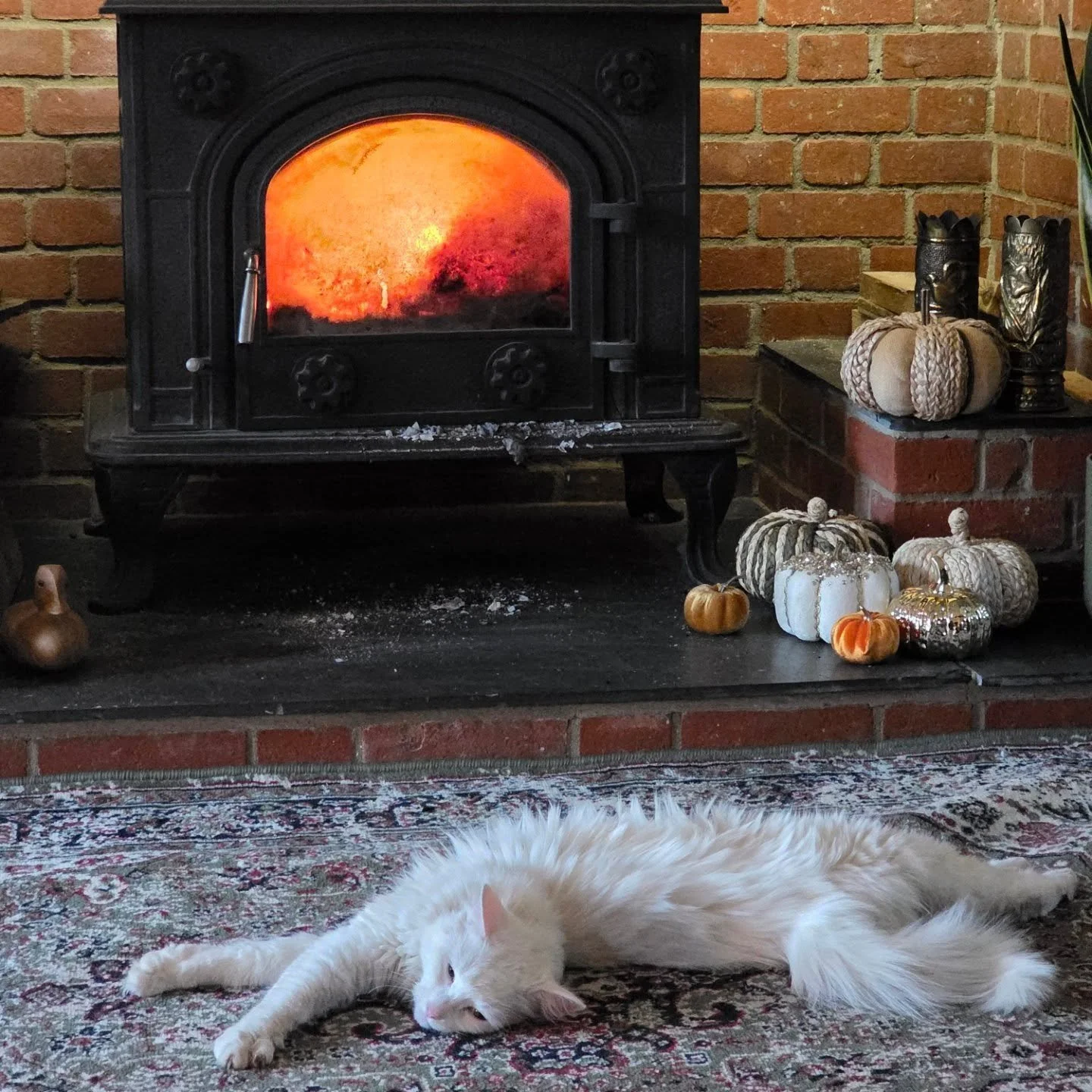 ❤️Dolly❤️ welcome to autumn and Dollys happy place. If you dont know Dolly, she was found in a barn on the farm nextdoor to us. She was about 4 weeks old and no mum in sight. So when our neighbour brought her to us 3 years ago, we immediately got her