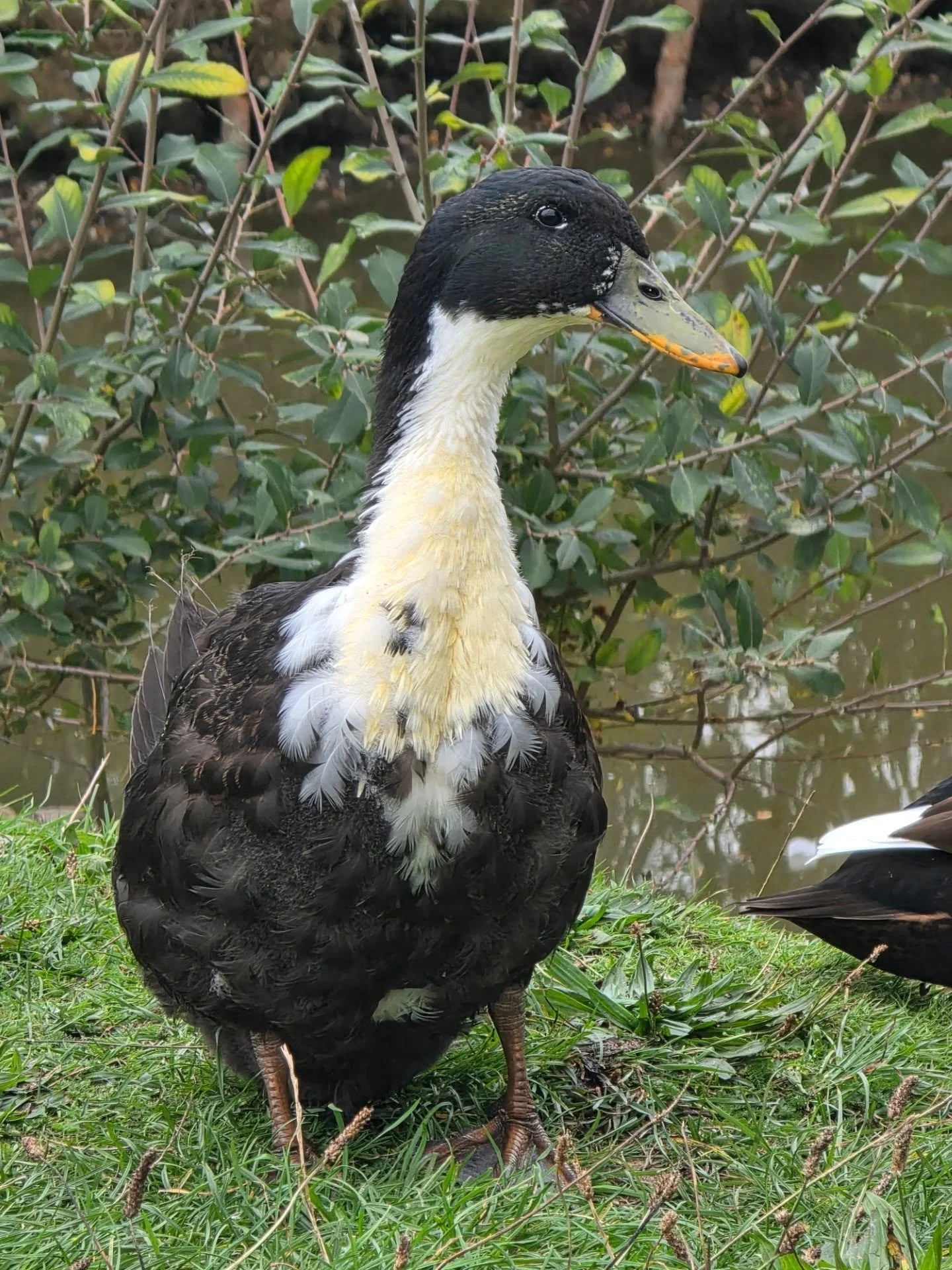 ❤️Gumdrop & Magic❤️ remember Jade's 2 babies from a few months ago?? (If you forgot baby picture is number 3) well they are alll grown up! And definitely showing signs of being Cayuga x Mallard. In some beautiful patterns In their green feathers.