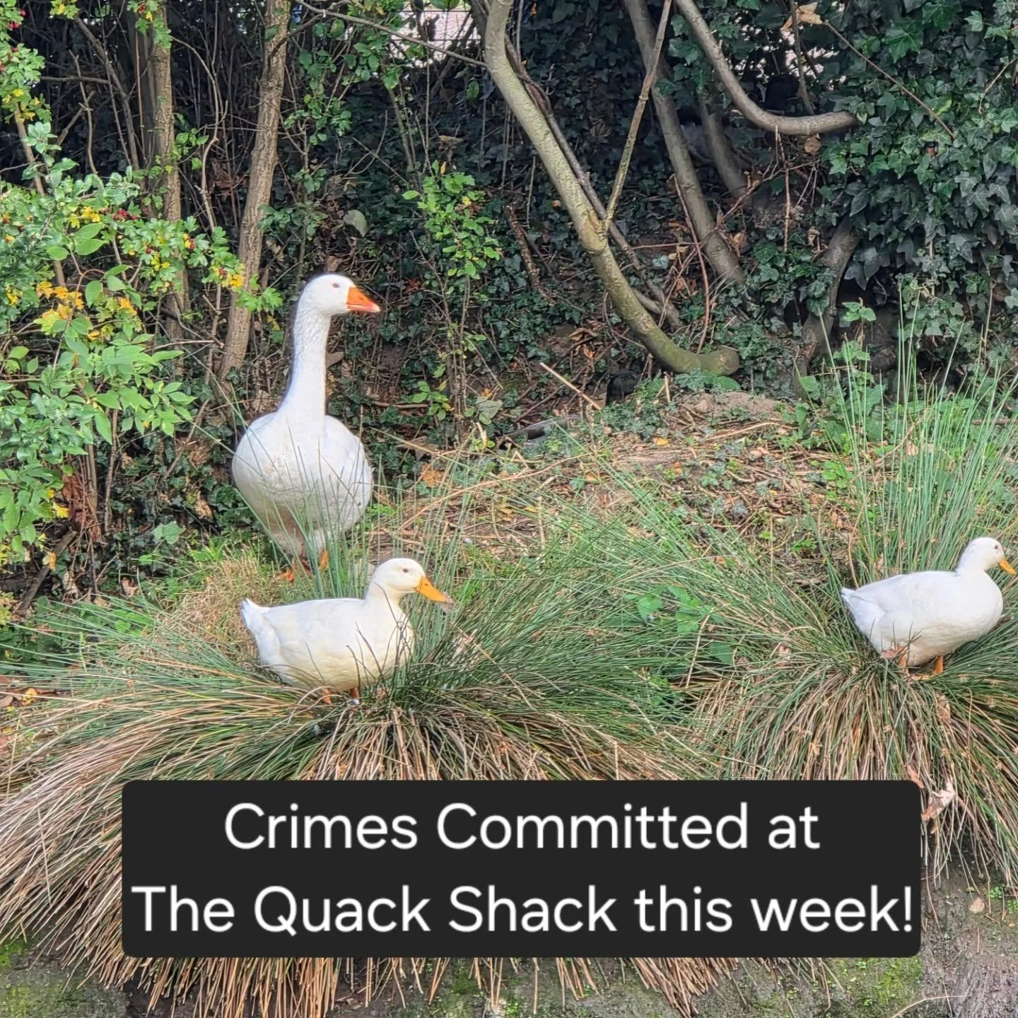 This week's crimes committed at The Quack Shack ↔️Swipe↔️
#ducks #chickens #animalrescue