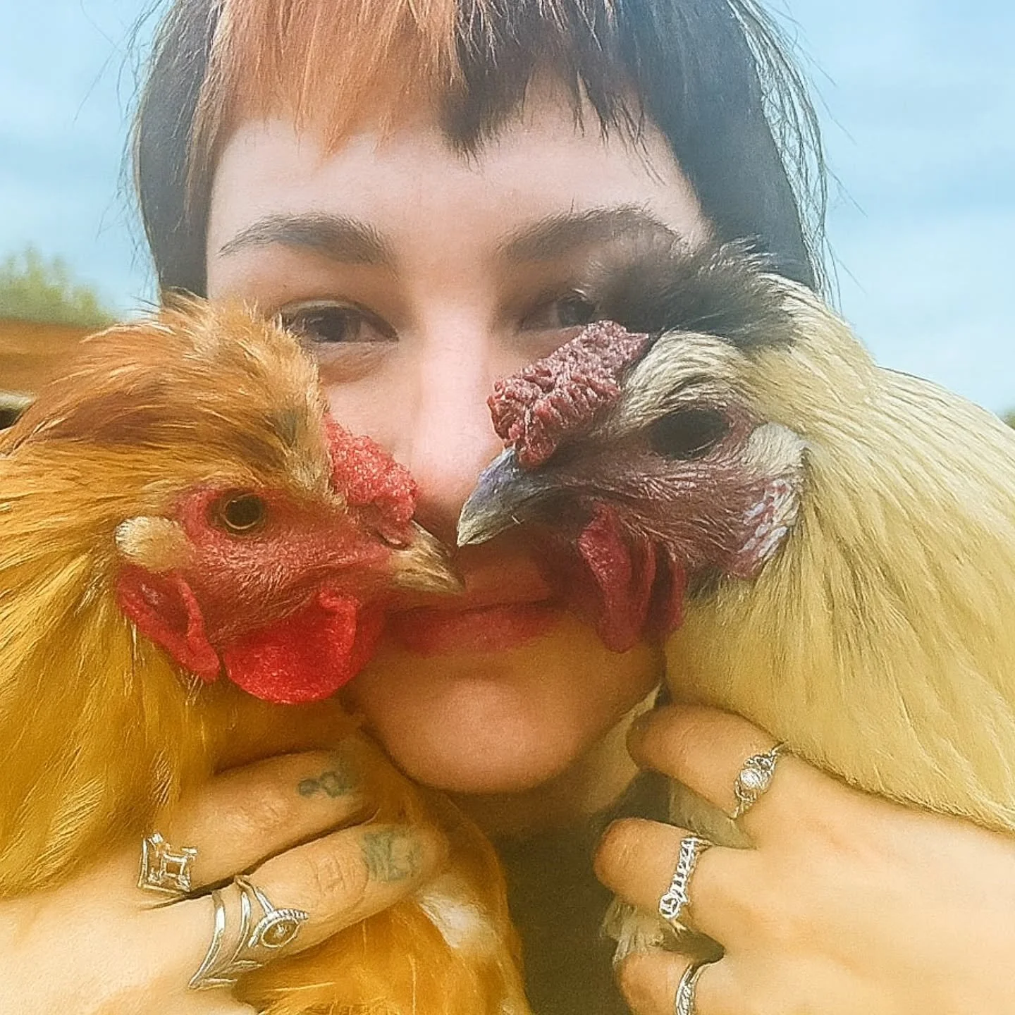 🐓Two of my boys🐓 Nuggie and Cream allll grown up. The sweetest boys ♥️♥️ as well as Pistachio of course....Roosters are sooo misunderstood and brought up with good handling and affection they really can grow into your best buddies &he