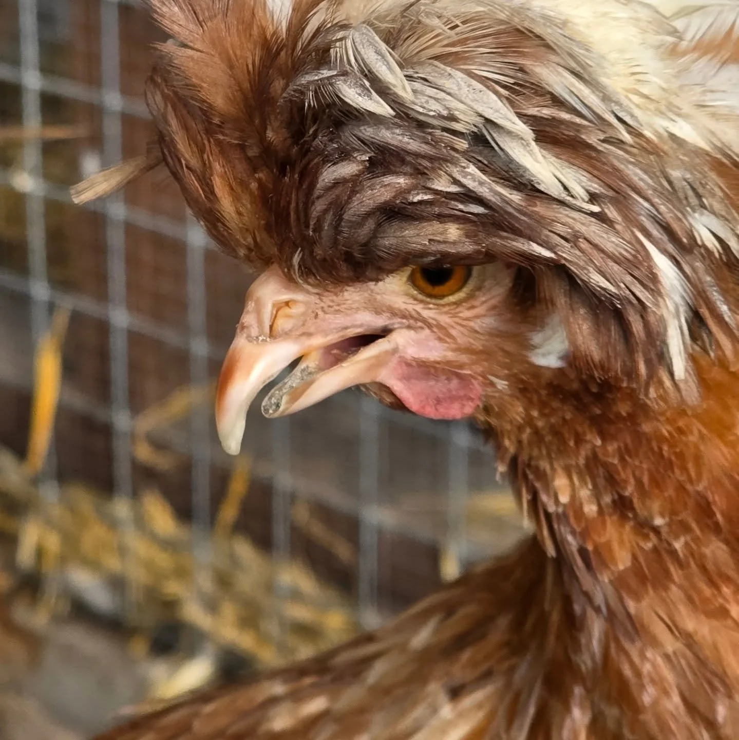 ♥️REBELS BEAK♥️ So let's discuss Rebels beak. So she was born with "Cross Beak" or "Scissor Beak" this could have been cause by genetics or an issue during incubating. So her bottom and top beaks dont line up. Cases