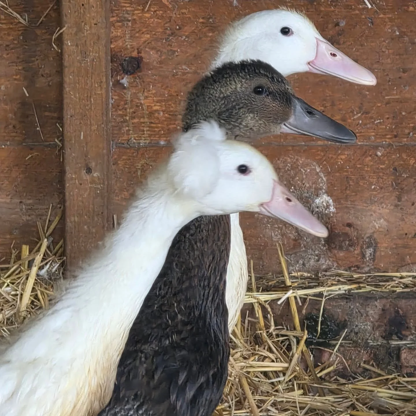 🤍Cotton, Smidge & MAGS🤍 These 3 are nearly all grown up and today have moved to the duck house! Margaret's beautiful baby Mags is allll fluffy headed and glorious. She even stands like Margaret
 But she has 2 pompoms instead of one. And cotton