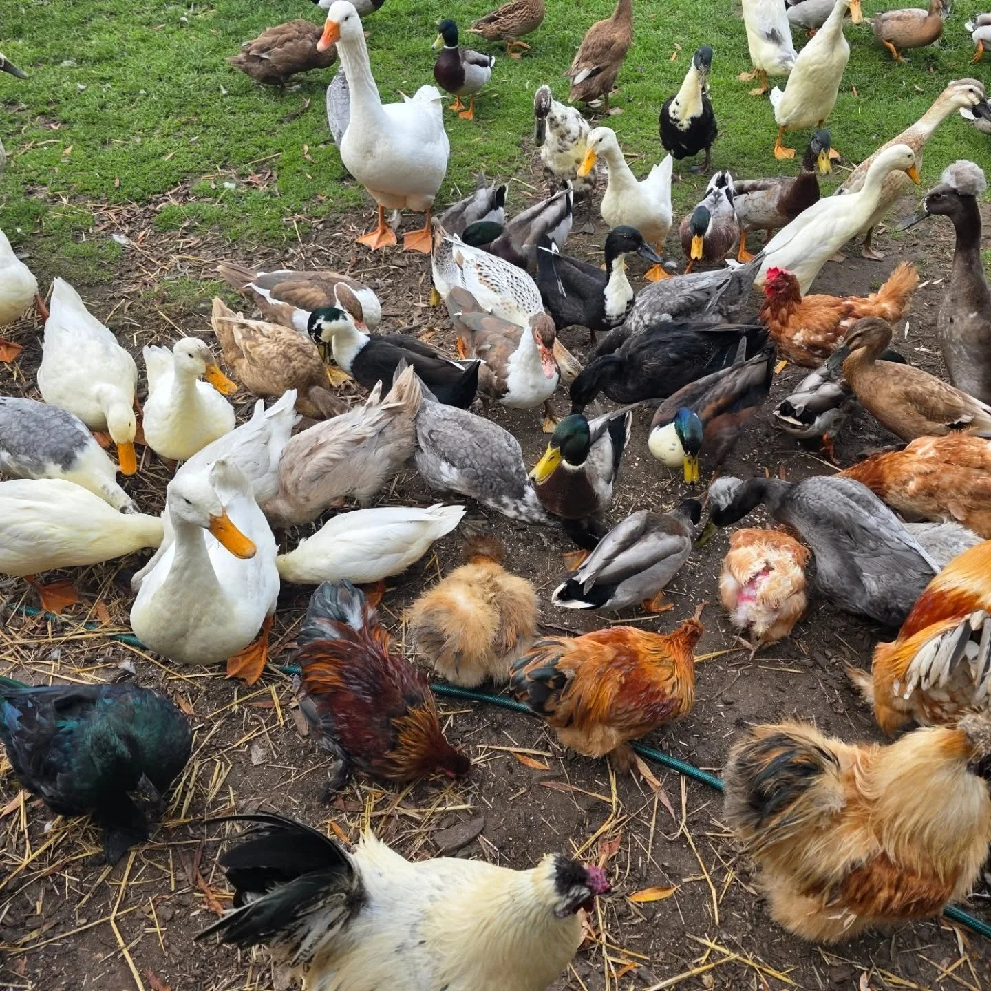 SOMETIMES it feels like a few...SOMETIMES it feels like alot! I have genuinly lost count at this point. But my goodness there is a space in my heart for every single one!
#rescuechickens #rescueducks #animalrescue #love
