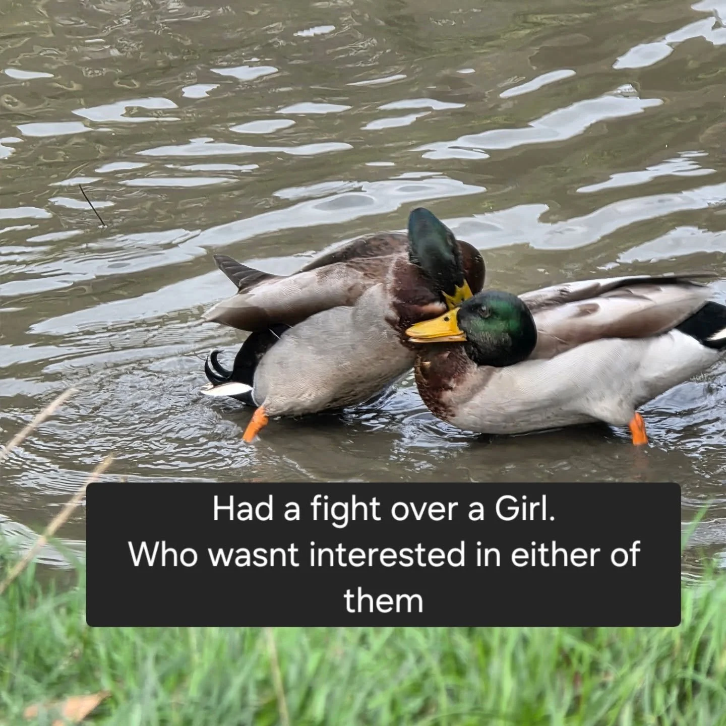 CRIMES COMMITTED AT THE QUACK SHACK THIS WEEK
#DUCKS #CHICKENS #DUCKRESCUE