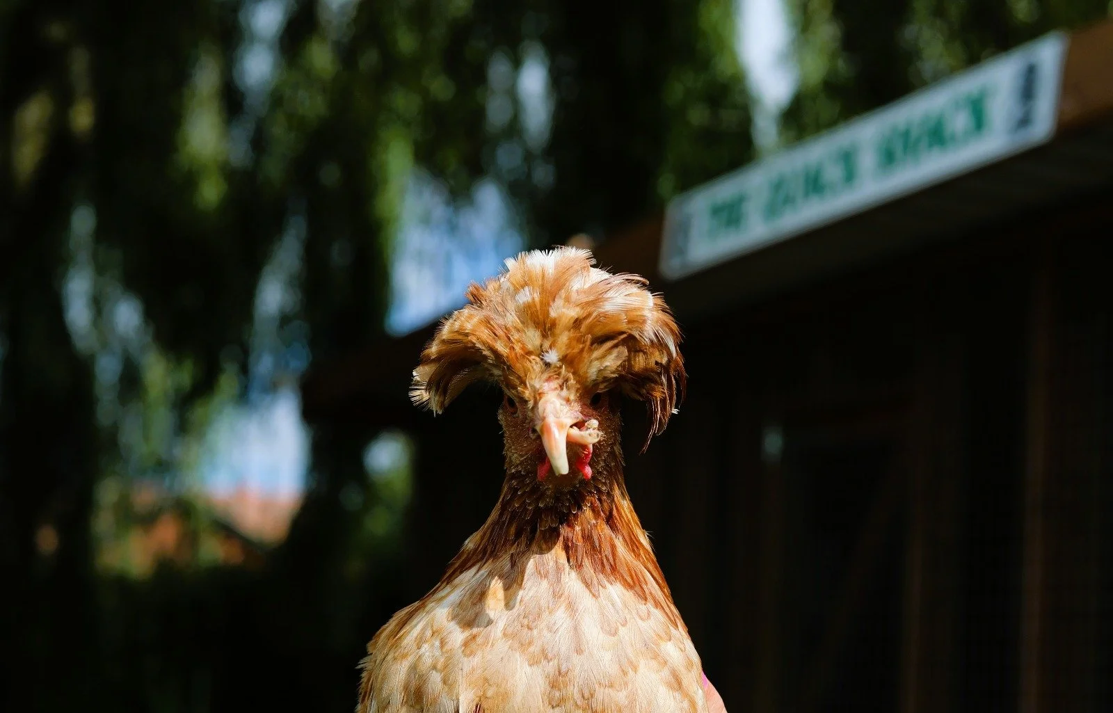 Close-up of a fancy rooster with a large, fluffy crest, standing outdoors with trees in the background and a sign in the distance.