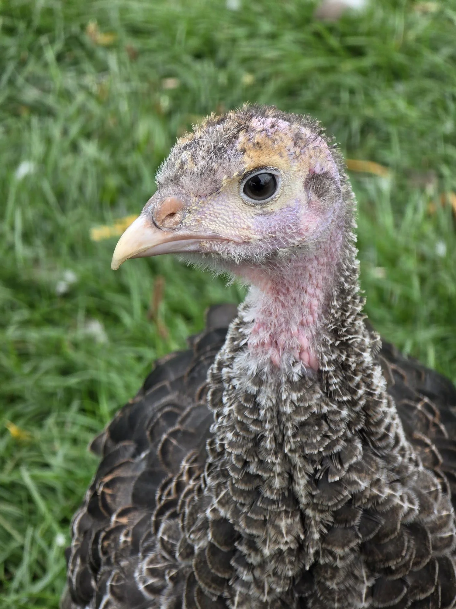 Close-up of a young turkey in a grassy area.