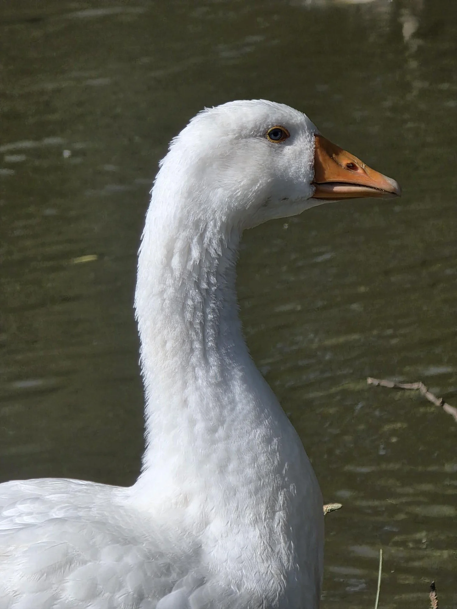 Close-up of a white swan with a long neck and orange beak, swimming in water.