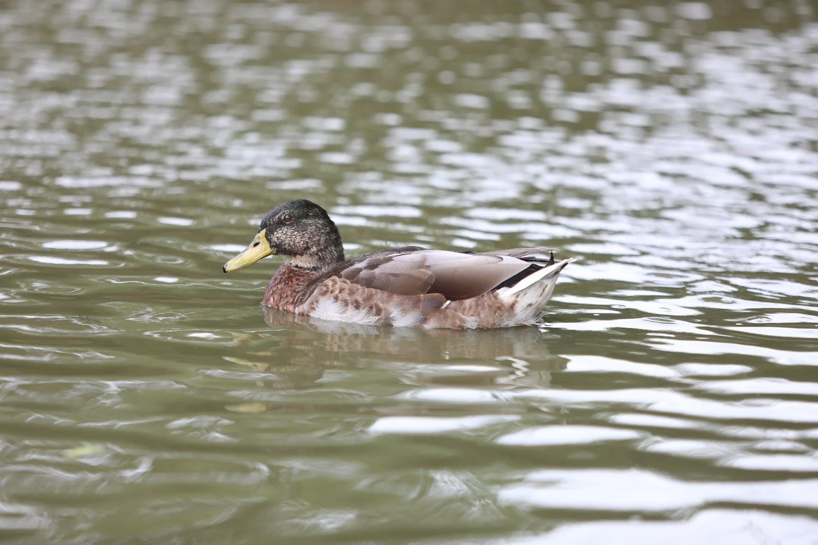 A duck swimming in a body of water with ripples on the surface.