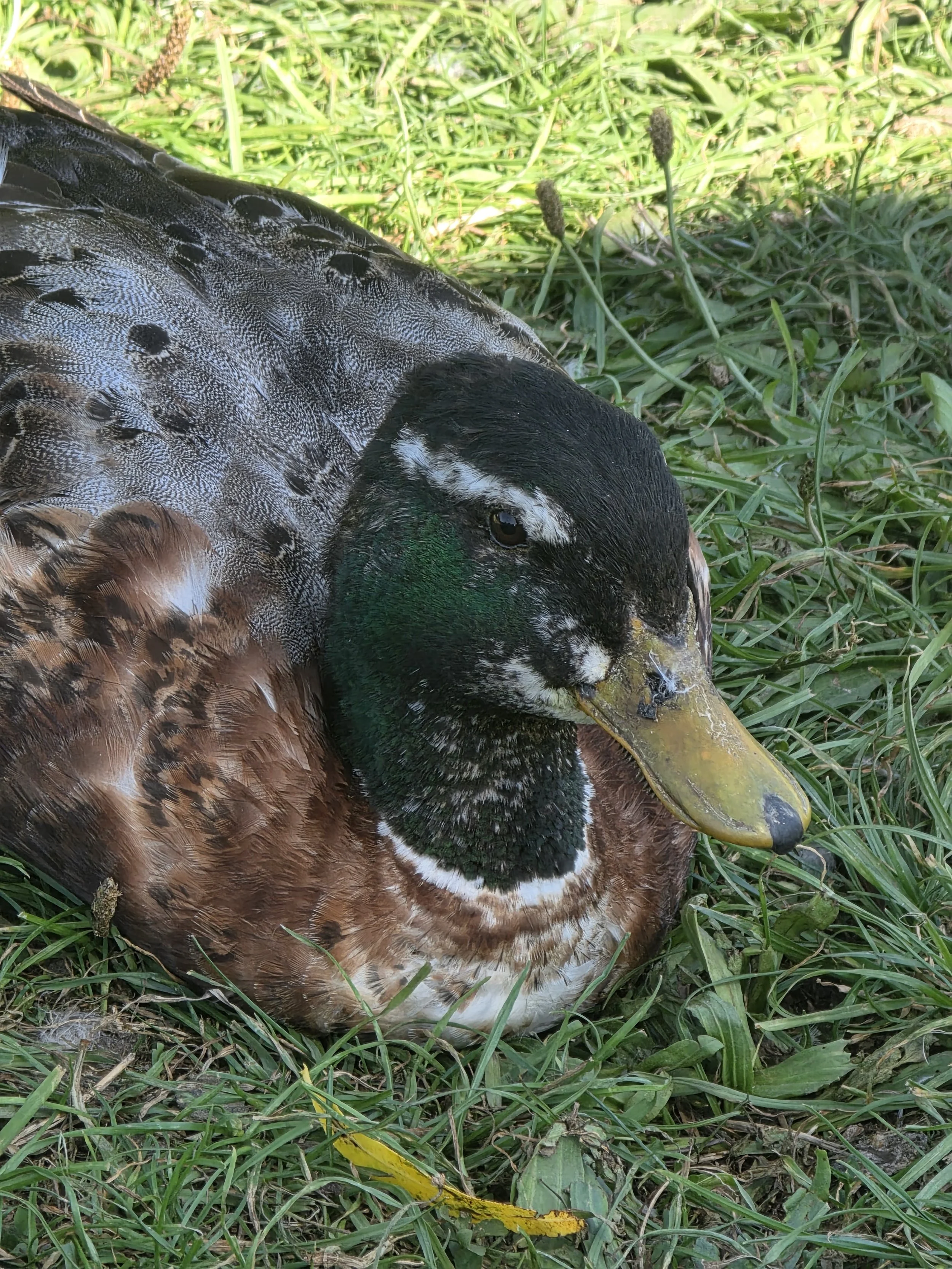 A close-up of a mallard duck lying on grassy ground with green grass and small plants.