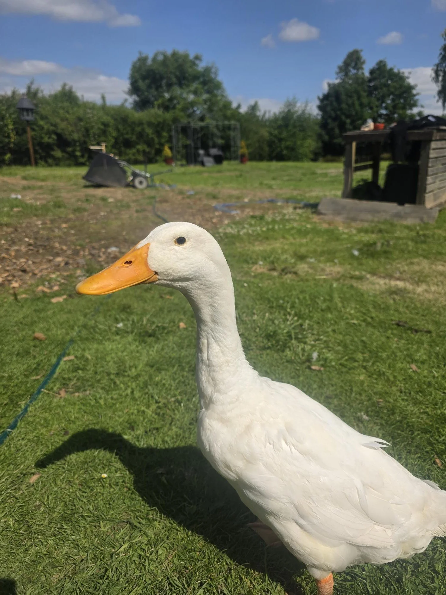 A white goose standing on green grass with its head turned slightly to the side. In the background, there is outdoor furniture and trees under a partly cloudy sky.