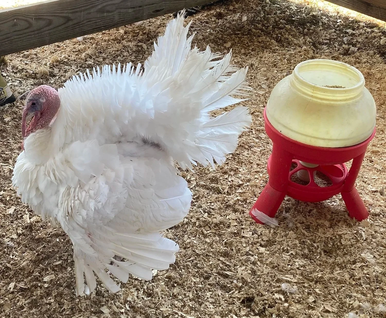 Portage County Fair — Amherst opens July 17
