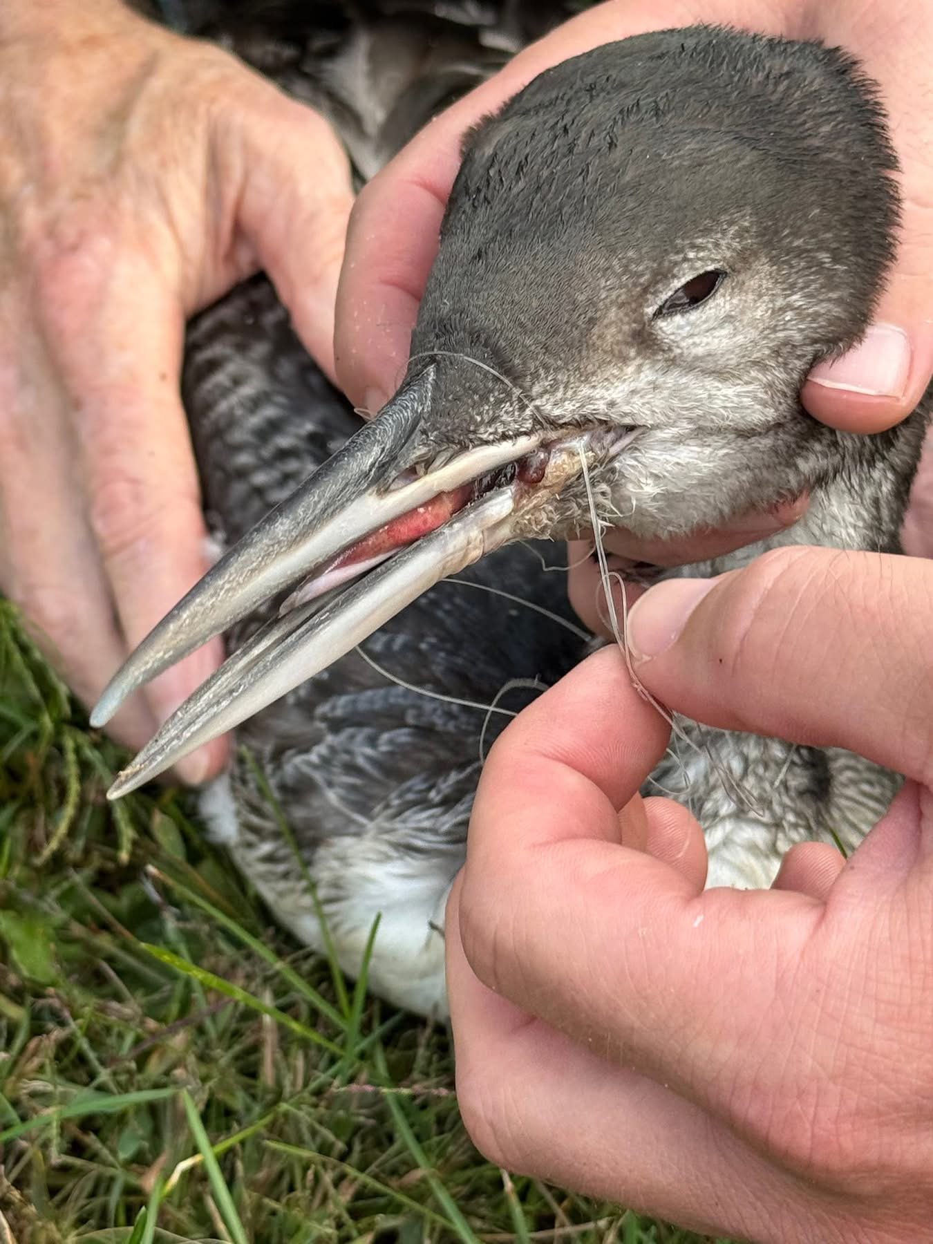 I’d Rather Be Wright II: Saving an entangled loon of Sunset Lake