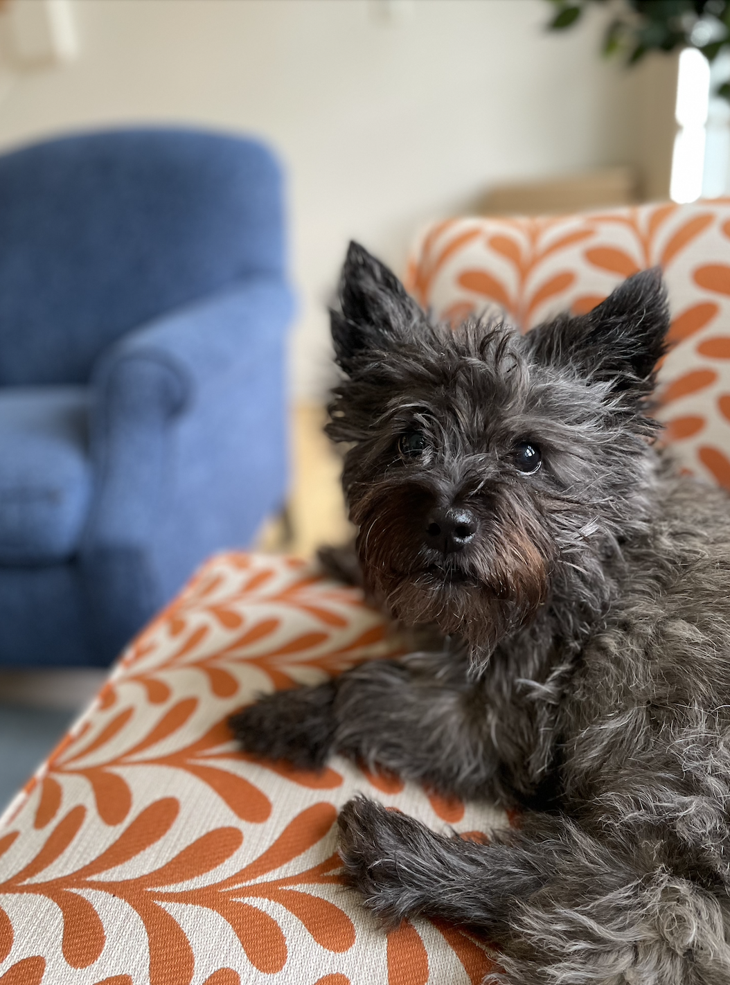 Pip