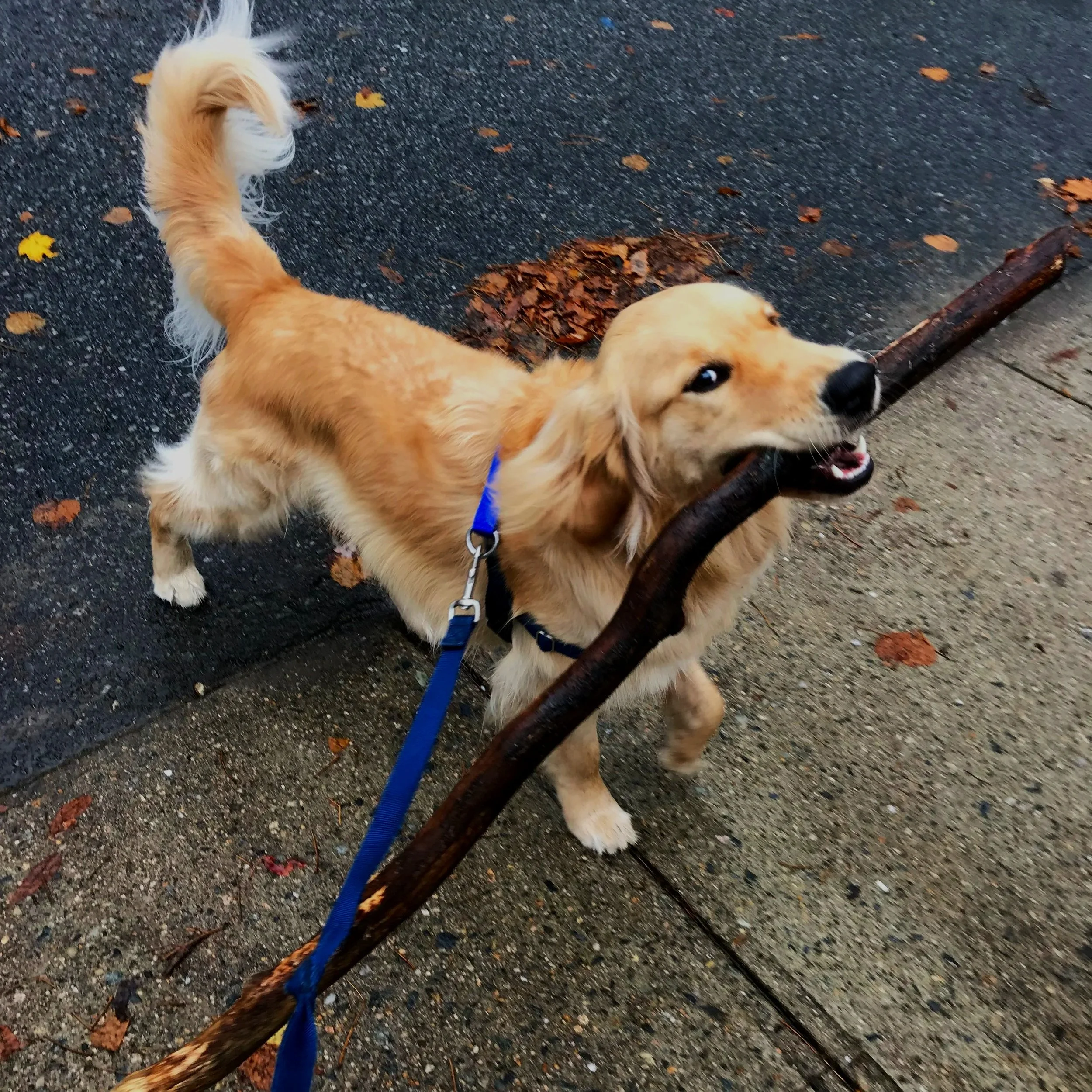 Sawyer