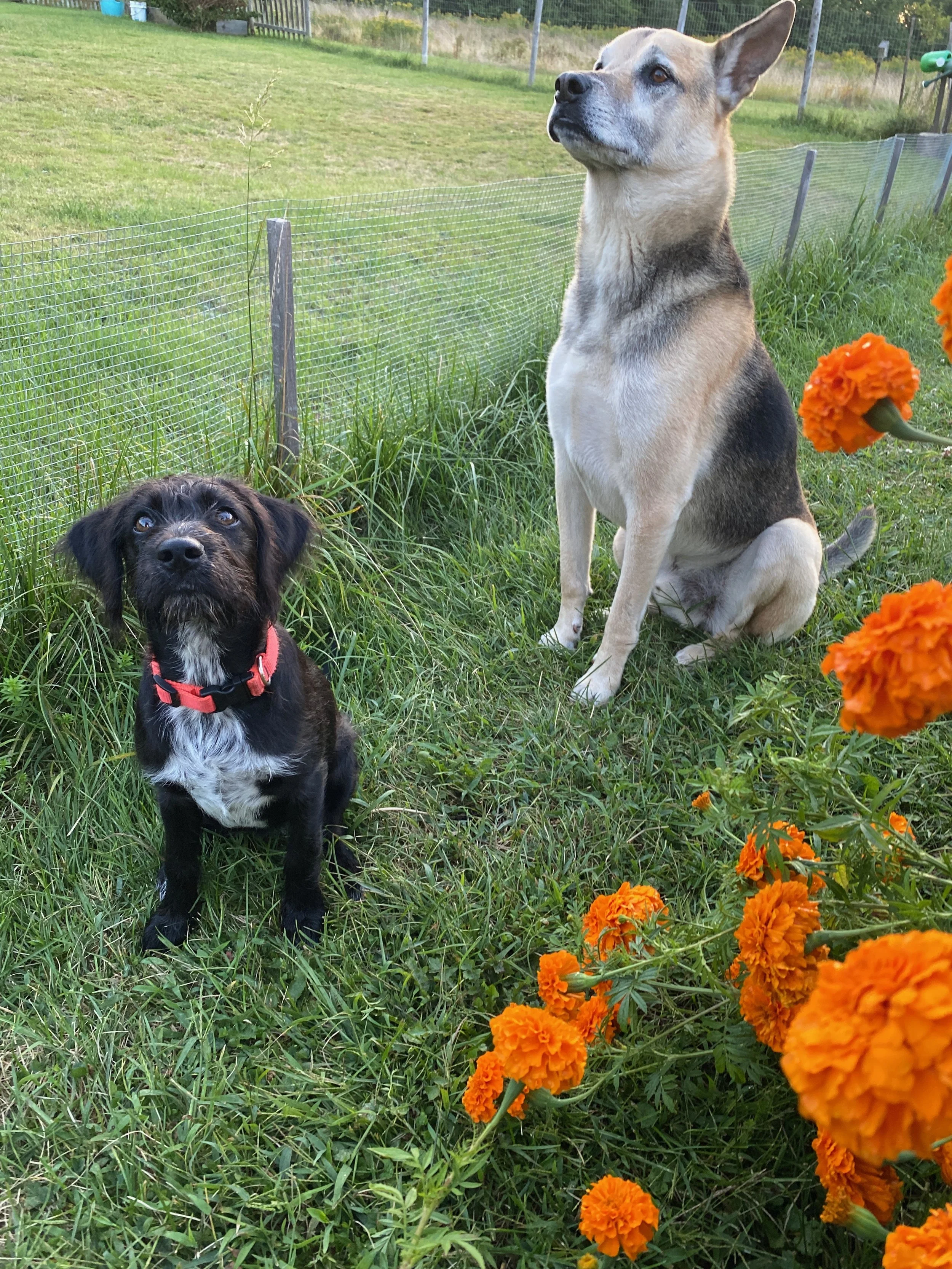 Roscoe and Gilly