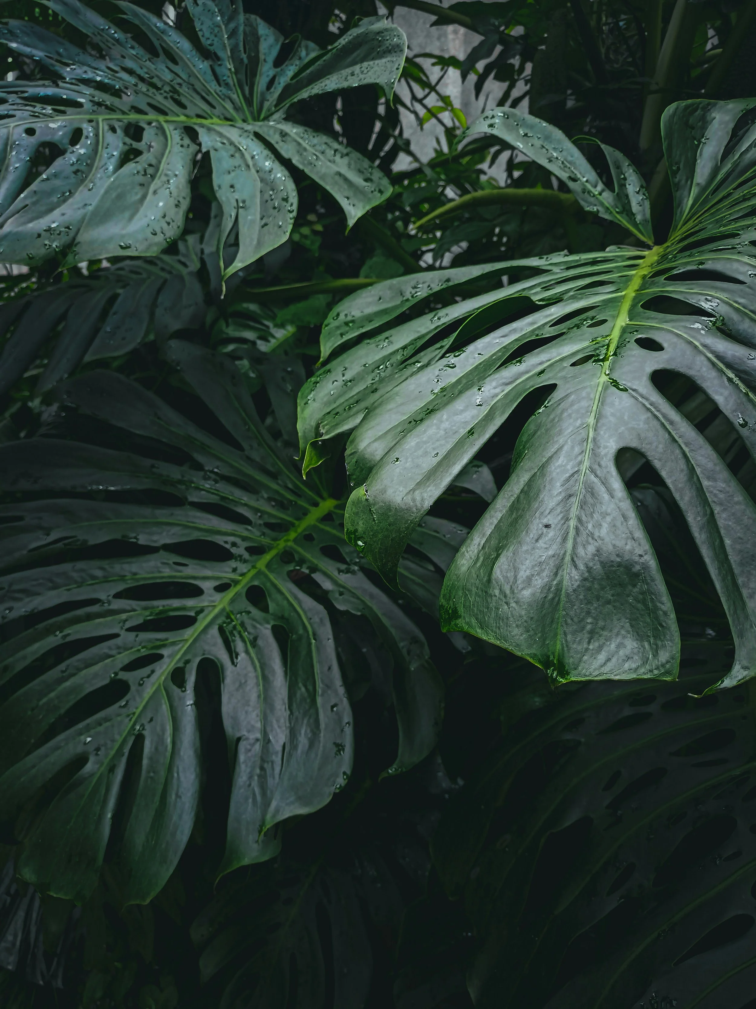 Close-up of dark green monstera leaves with water droplets, showing characteristic split and hole patterns.